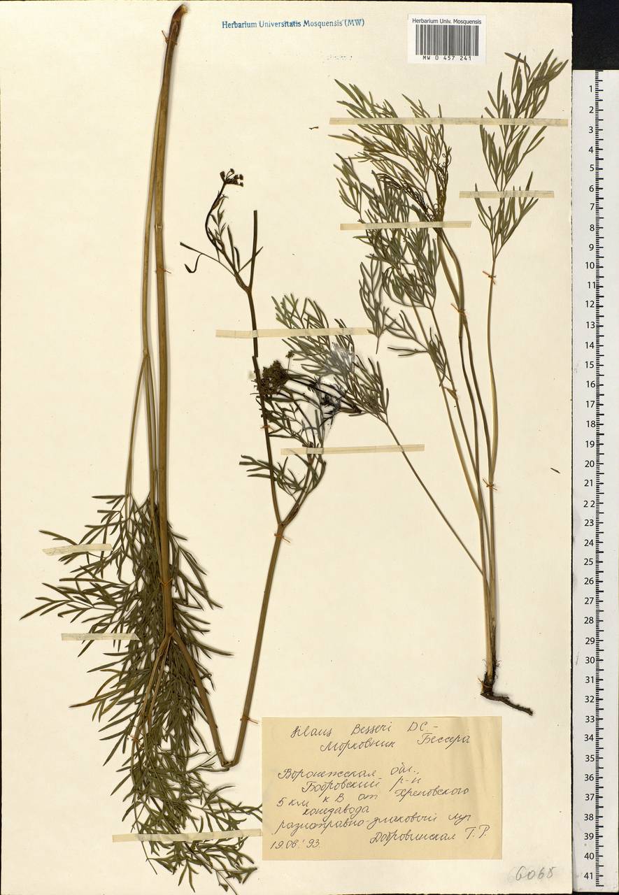Silaum silaus (L.) Schinz & Thell., Eastern Europe, Central forest-and-steppe region (E6) (Russia)