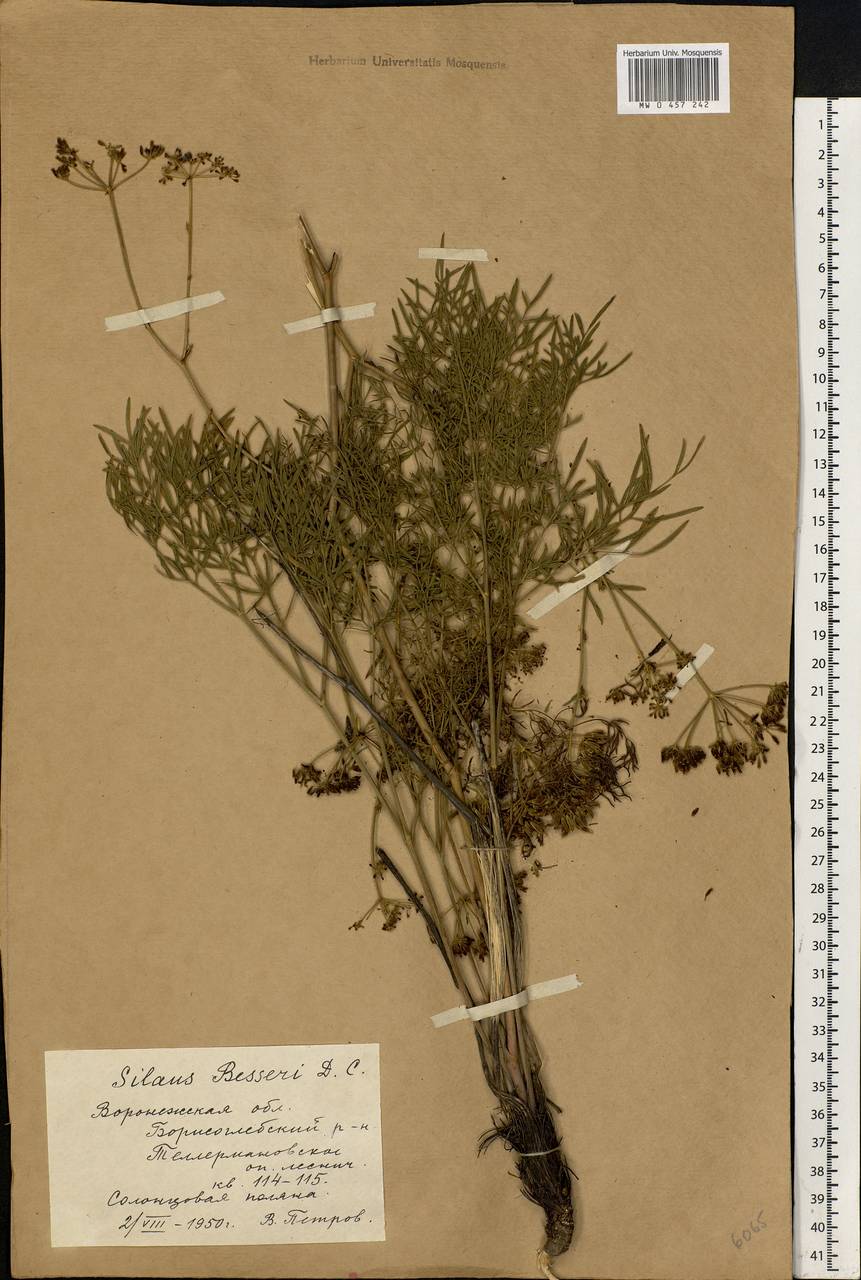 Silaum silaus (L.) Schinz & Thell., Eastern Europe, Central forest-and-steppe region (E6) (Russia)