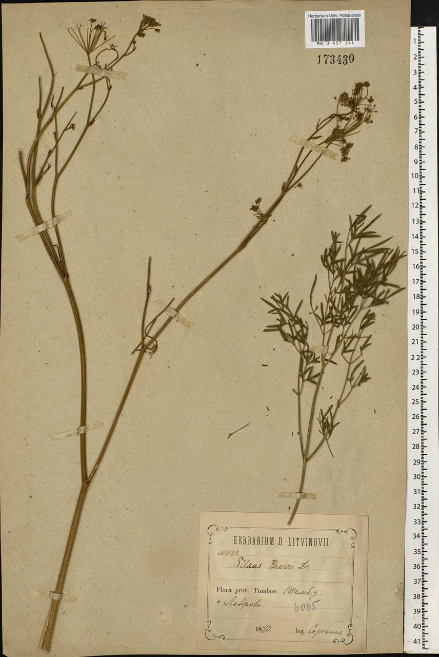 Silaum silaus (L.) Schinz & Thell., Eastern Europe, Central forest-and-steppe region (E6) (Russia)