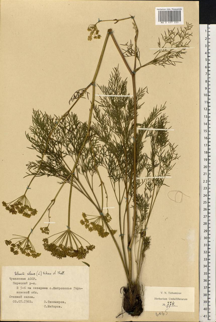 Silaum silaus (L.) Schinz & Thell., Eastern Europe, Middle Volga region (E8) (Russia)