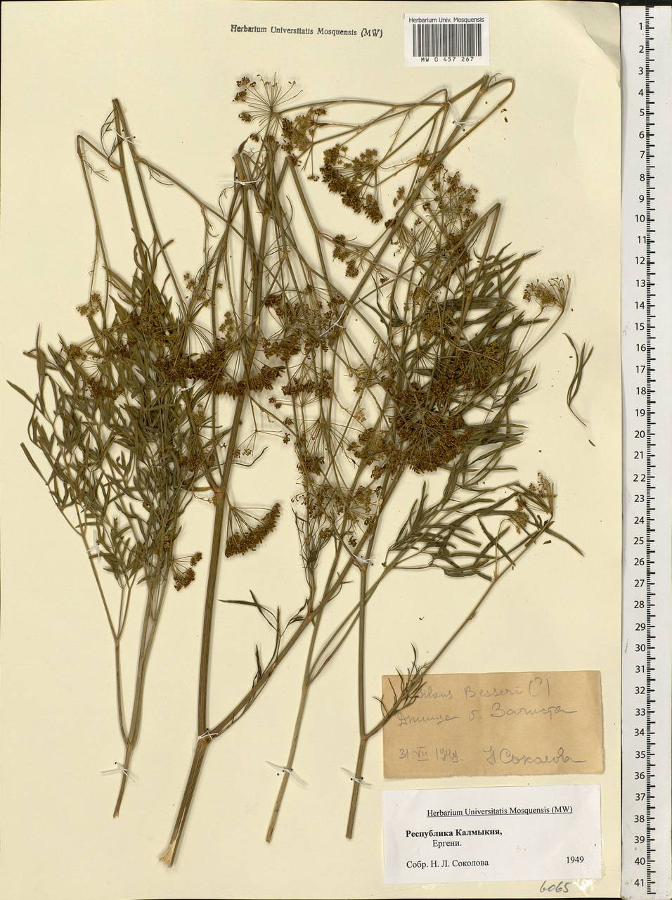 Silaum silaus (L.) Schinz & Thell., Eastern Europe, Lower Volga region (E9) (Russia)