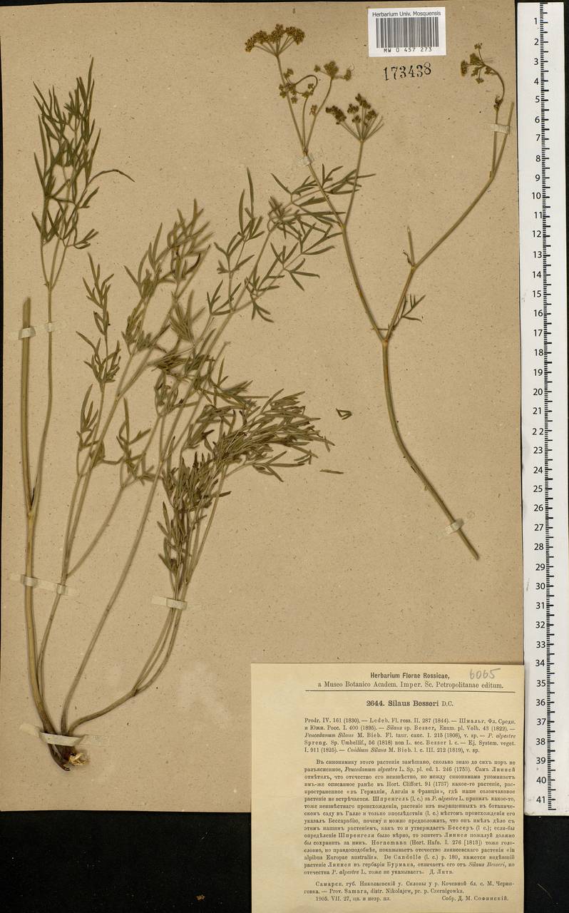 Silaum silaus (L.) Schinz & Thell., Eastern Europe, Middle Volga region (E8) (Russia)