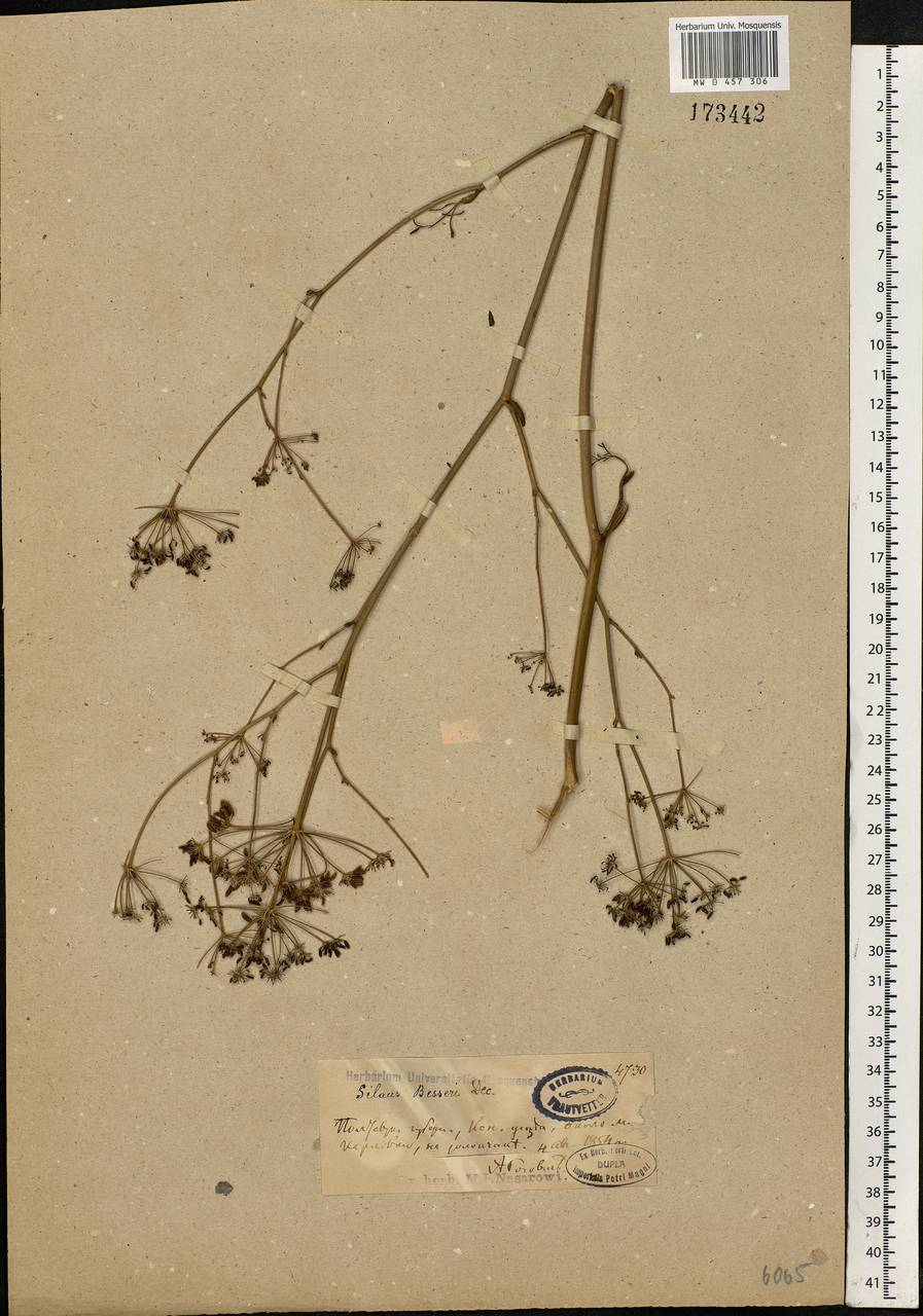 Silaum silaus (L.) Schinz & Thell., Eastern Europe, North Ukrainian region (E11) (Ukraine)