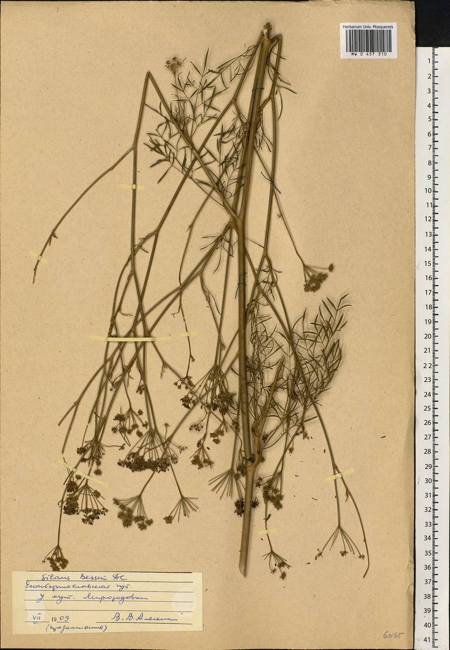 Silaum silaus (L.) Schinz & Thell., Eastern Europe, South Ukrainian region (E12) (Ukraine)