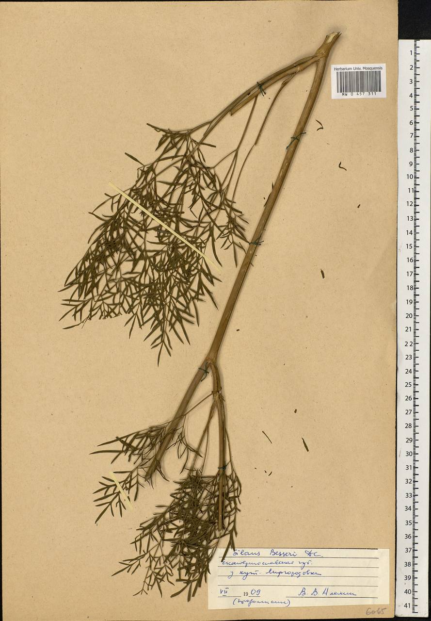 Silaum silaus (L.) Schinz & Thell., Eastern Europe, South Ukrainian region (E12) (Ukraine)