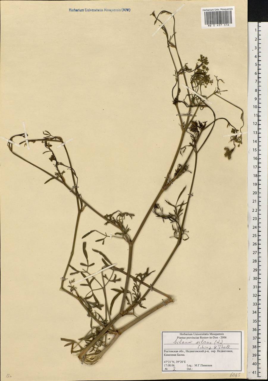 Silaum silaus (L.) Schinz & Thell., Eastern Europe, Rostov Oblast (E12a) (Russia)