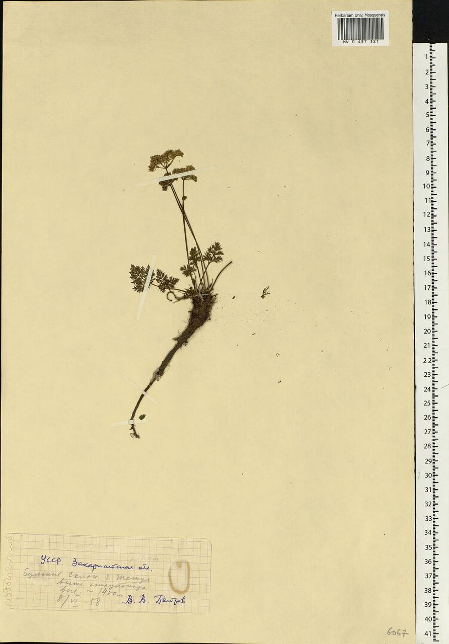 Apiaceae, Eastern Europe, West Ukrainian region (E13) (Ukraine)