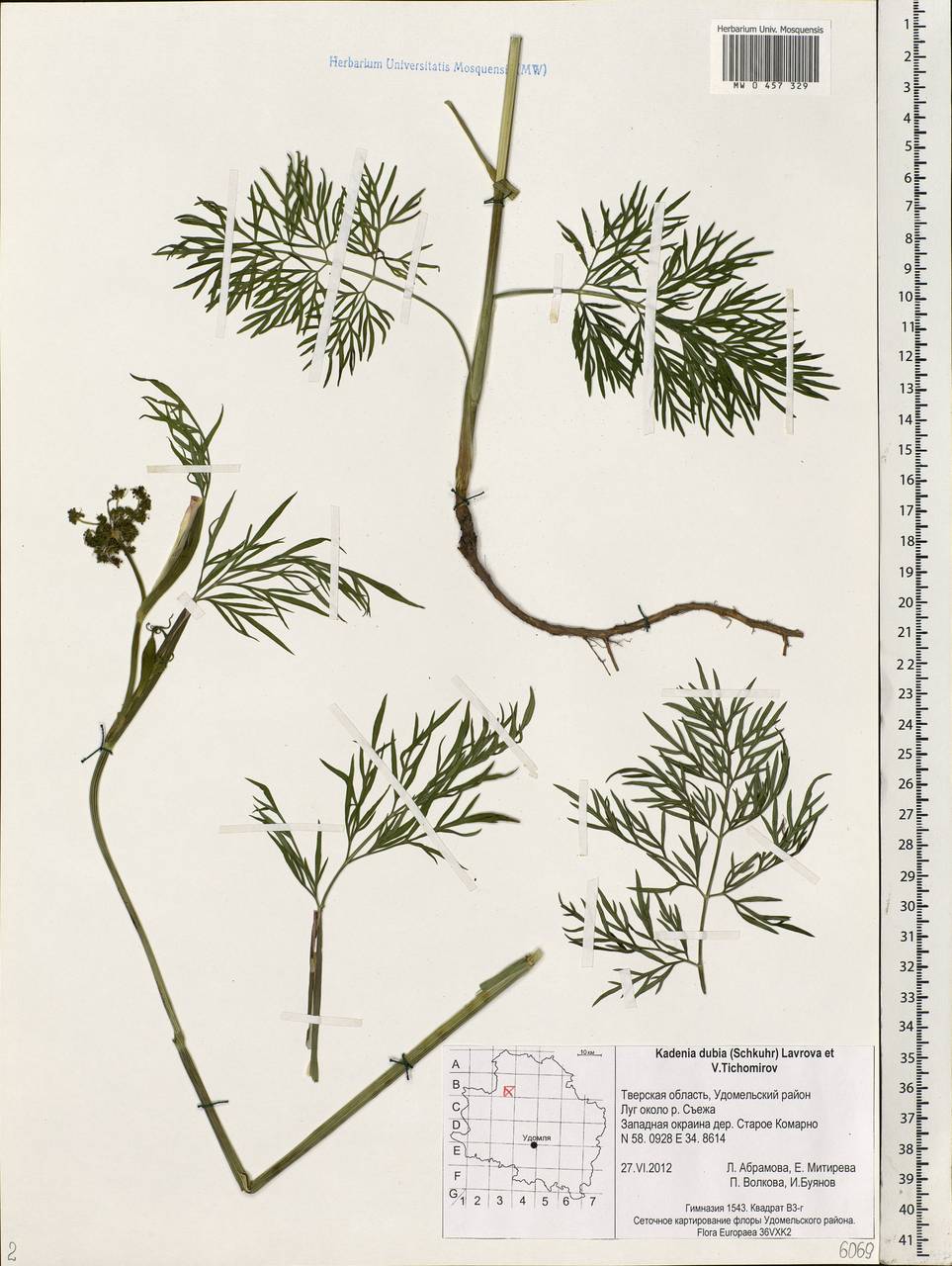 Kadenia dubia (Schkuhr) Lavrova & V. N. Tikhom., Eastern Europe, North-Western region (E2) (Russia)