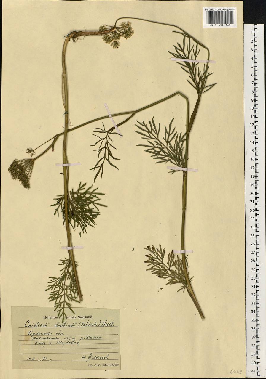 Kadenia dubia (Schkuhr) Lavrova & V. N. Tikhom., Eastern Europe, Western region (E3) (Russia)