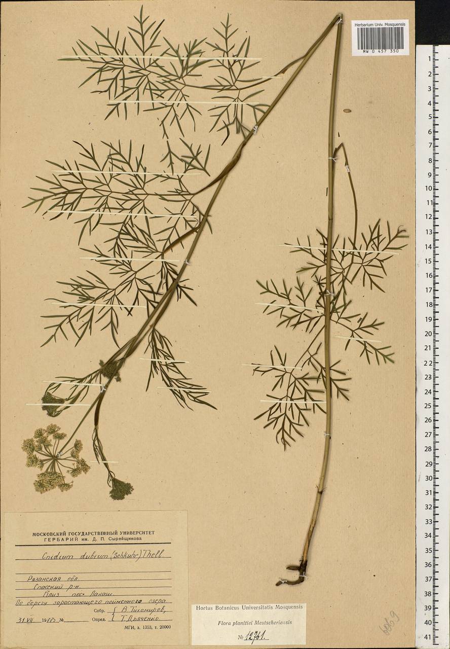 Kadenia dubia (Schkuhr) Lavrova & V.N.Tikhom., Eastern Europe, Central region (E4) (Russia)