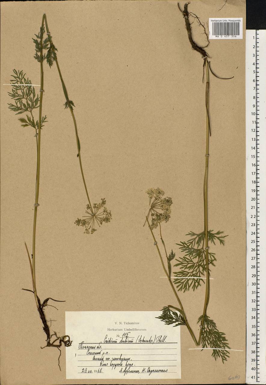 Kadenia dubia (Schkuhr) Lavrova & V. N. Tikhom., Eastern Europe, Central region (E4) (Russia)