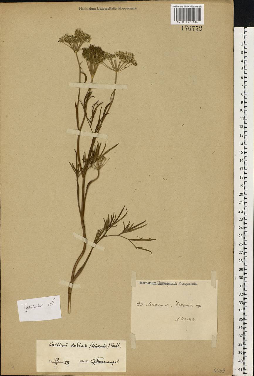 Kadenia dubia (Schkuhr) Lavrova & V. N. Tikhom., Eastern Europe, Central region (E4) (Russia)