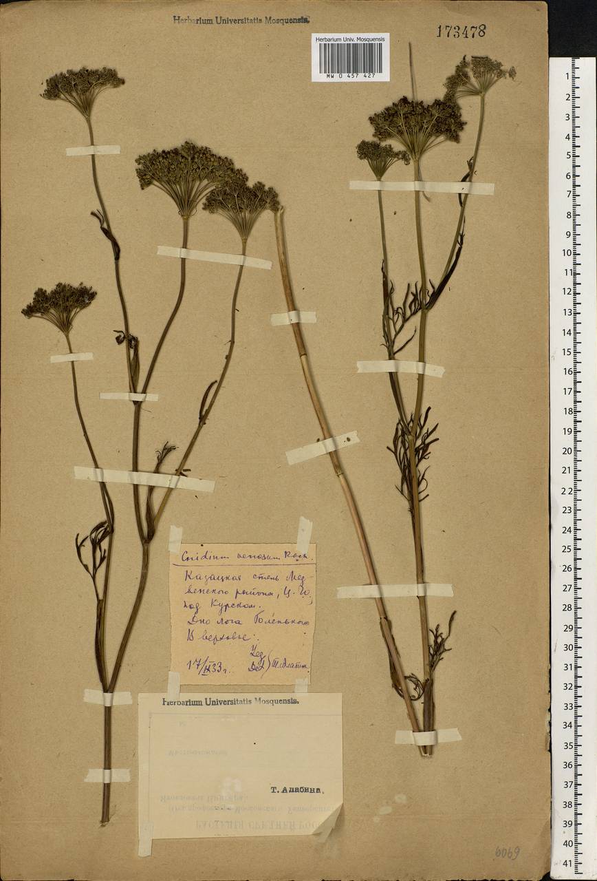 Kadenia dubia (Schkuhr) Lavrova & V. N. Tikhom., Eastern Europe, Central forest-and-steppe region (E6) (Russia)