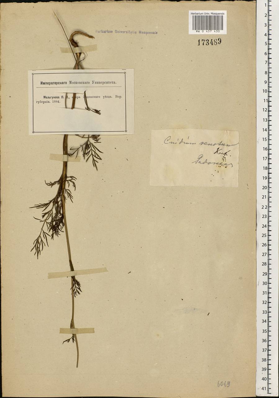 Kadenia dubia (Schkuhr) Lavrova & V. N. Tikhom., Eastern Europe, Central forest-and-steppe region (E6) (Russia)