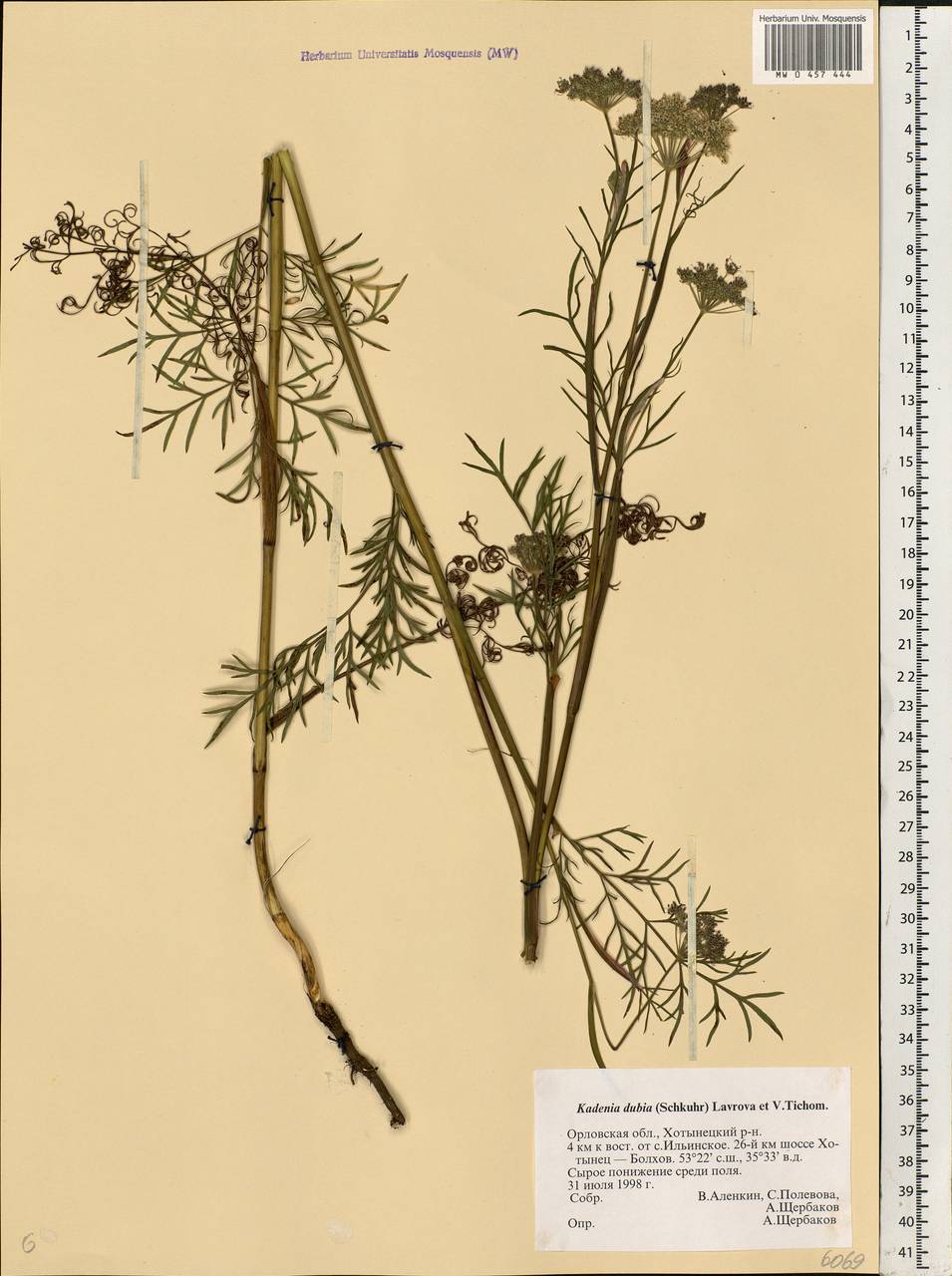 Kadenia dubia (Schkuhr) Lavrova & V.N.Tikhom., Eastern Europe, Central forest-and-steppe region (E6) (Russia)