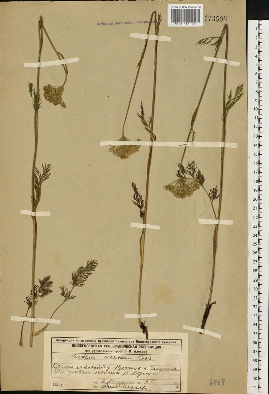 Kadenia dubia (Schkuhr) Lavrova & V.N.Tikhom., Eastern Europe, Volga-Kama region (E7) (Russia)