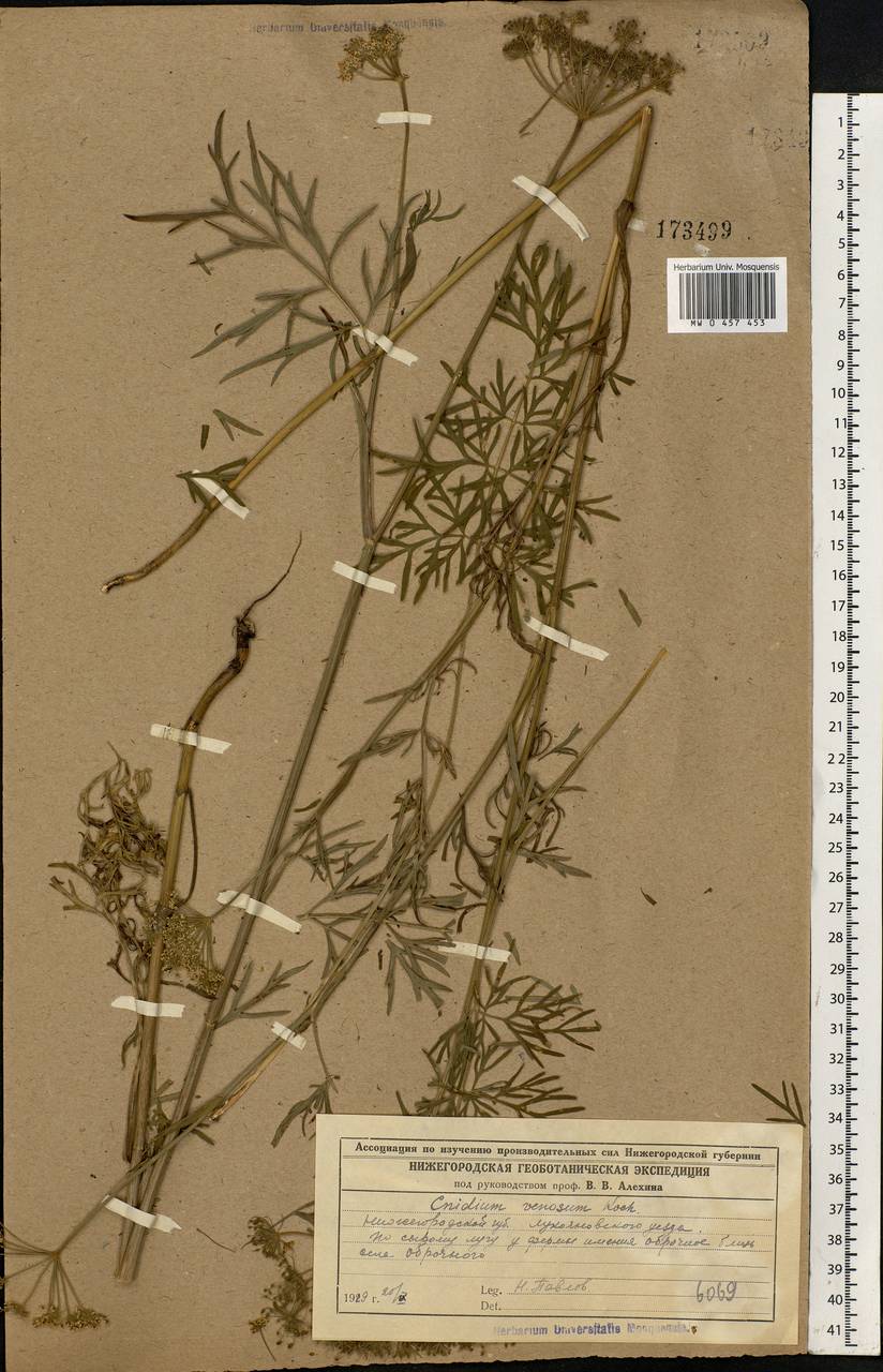 Kadenia dubia (Schkuhr) Lavrova & V.N.Tikhom., Eastern Europe, Middle Volga region (E8) (Russia)