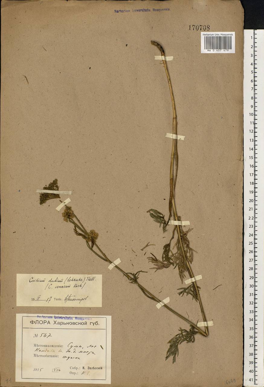 Kadenia dubia (Schkuhr) Lavrova & V. N. Tikhom., Eastern Europe, North Ukrainian region (E11) (Ukraine)