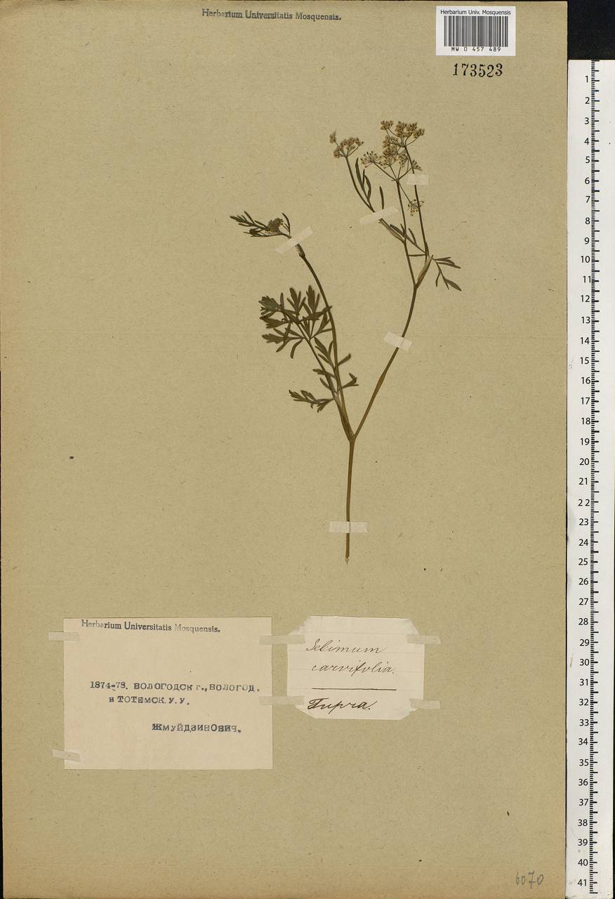 Selinum carvifolia (L.) L., Eastern Europe, Northern region (E1) (Russia)