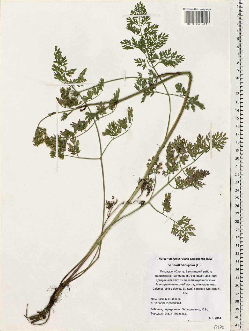 Selinum carvifolia (L.) L., Eastern Europe, North-Western region (E2) (Russia)