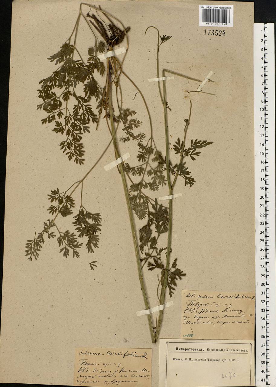 Selinum carvifolia (L.) L., Eastern Europe, North-Western region (E2) (Russia)