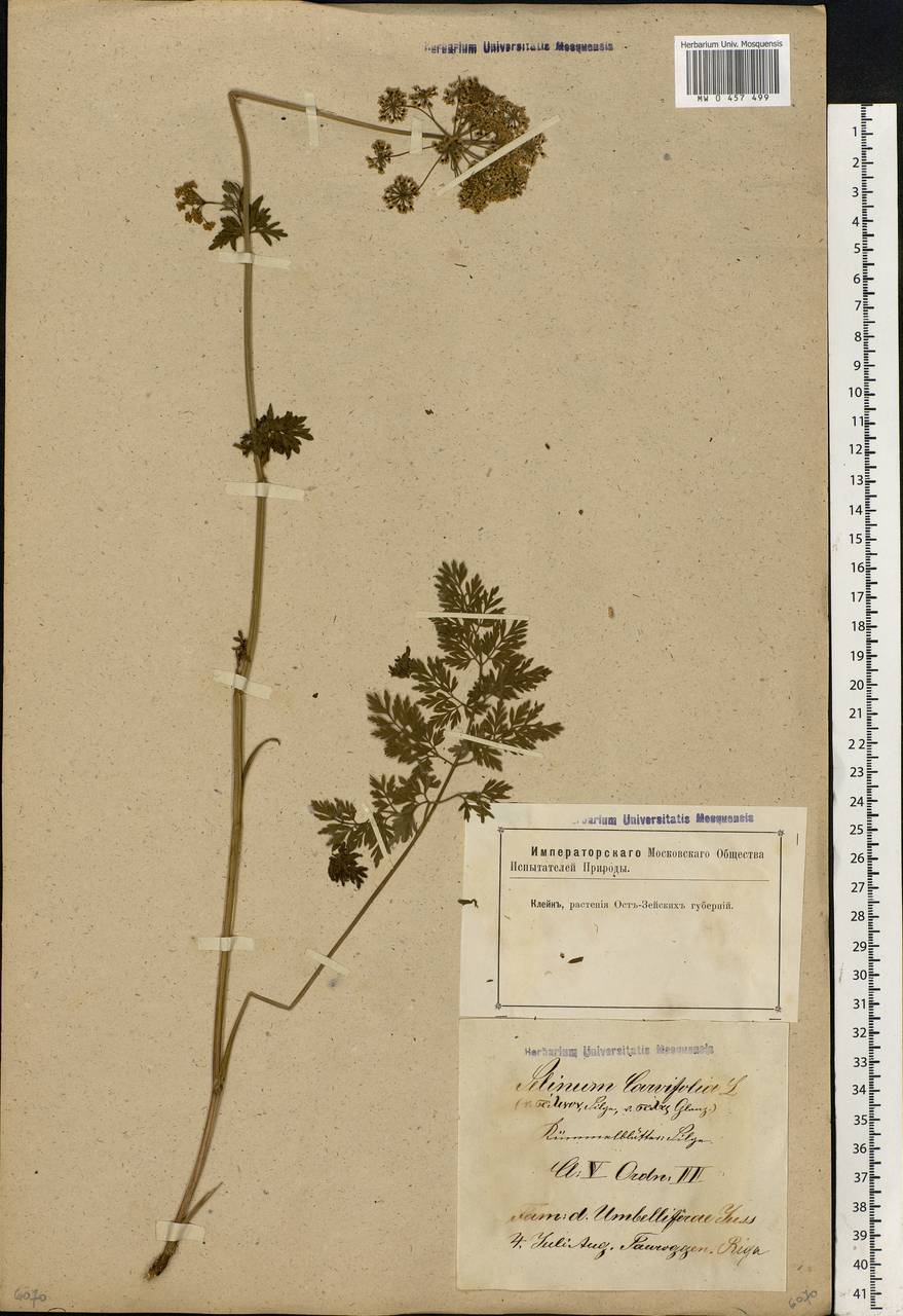 Selinum carvifolia (L.) L., Eastern Europe, Latvia (E2b) (Latvia)