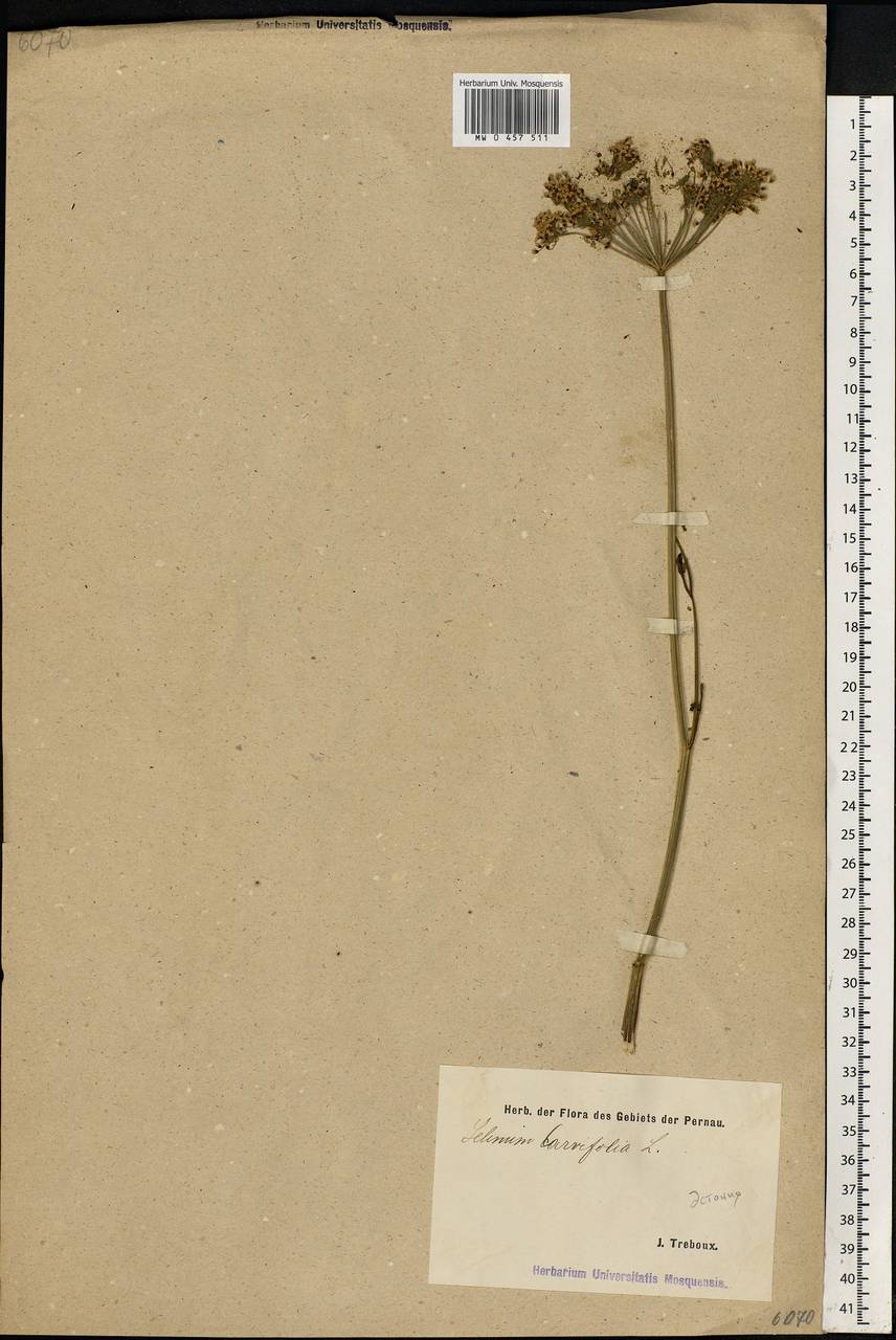 Selinum carvifolia (L.) L., Eastern Europe, Estonia (E2c) (Estonia)