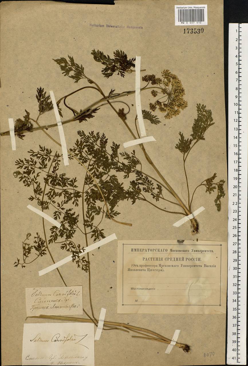 Selinum carvifolia (L.) L., Eastern Europe, North-Western region (E2) (Russia)