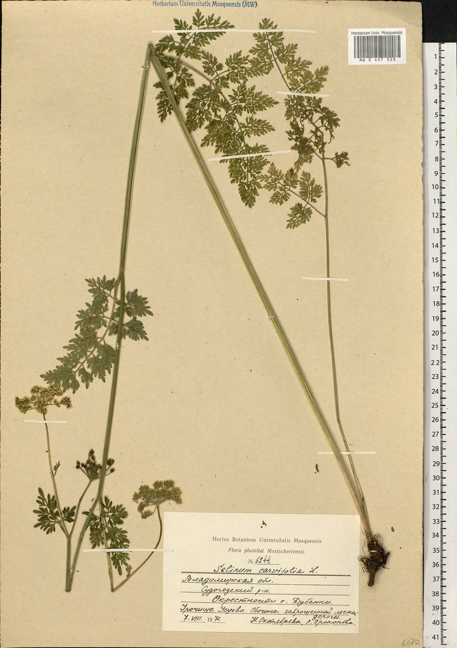 Selinum carvifolia (L.) L., Eastern Europe, Central region (E4) (Russia)