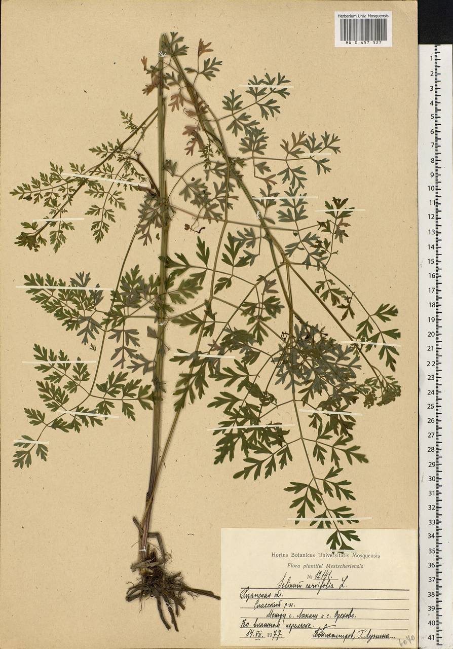 MW0457527, Selinum carvifolia (Гирча тминолистная), specimen Selinum carvifolia (L.) L., Eastern Europe, Central region (E4) (Russia)