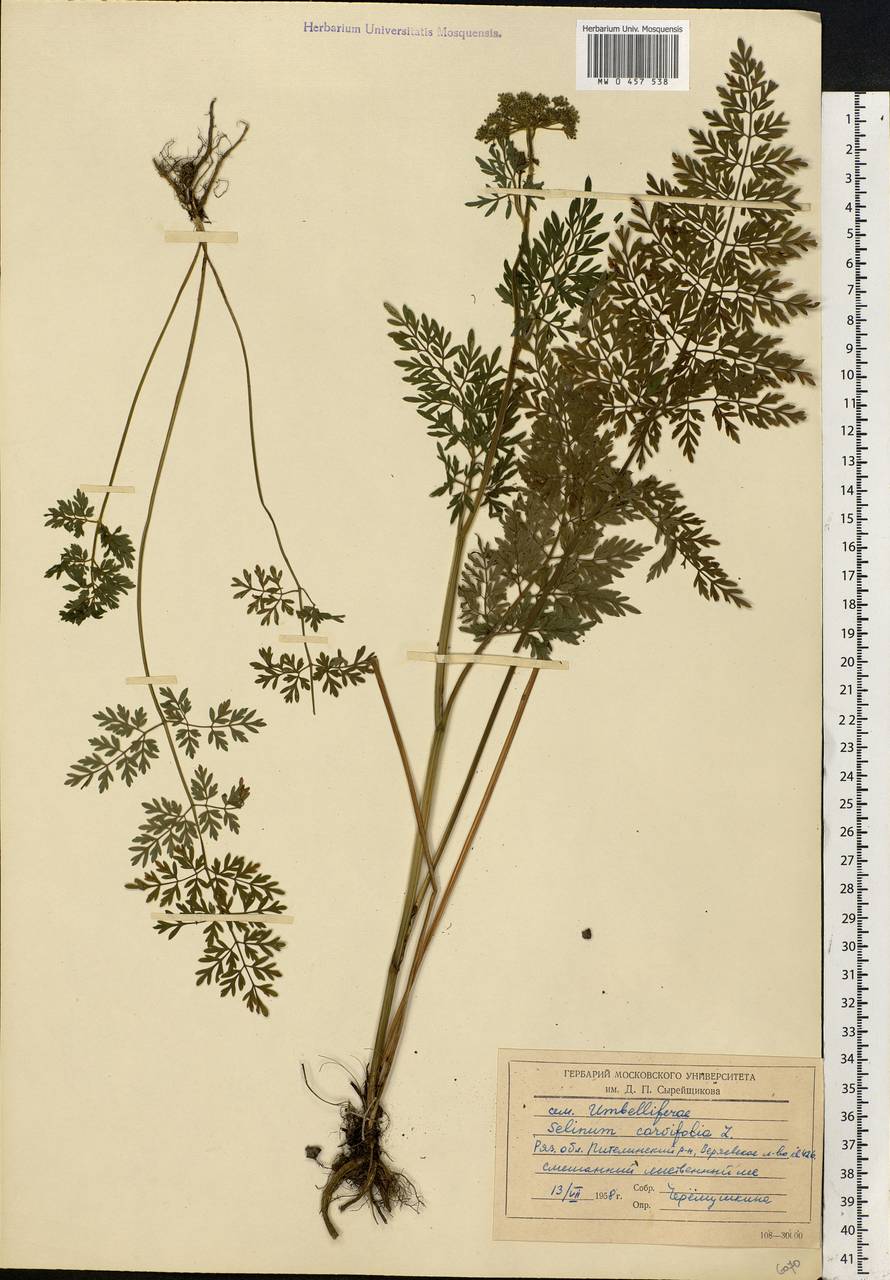 Selinum carvifolia (L.) L., Eastern Europe, Central region (E4) (Russia)