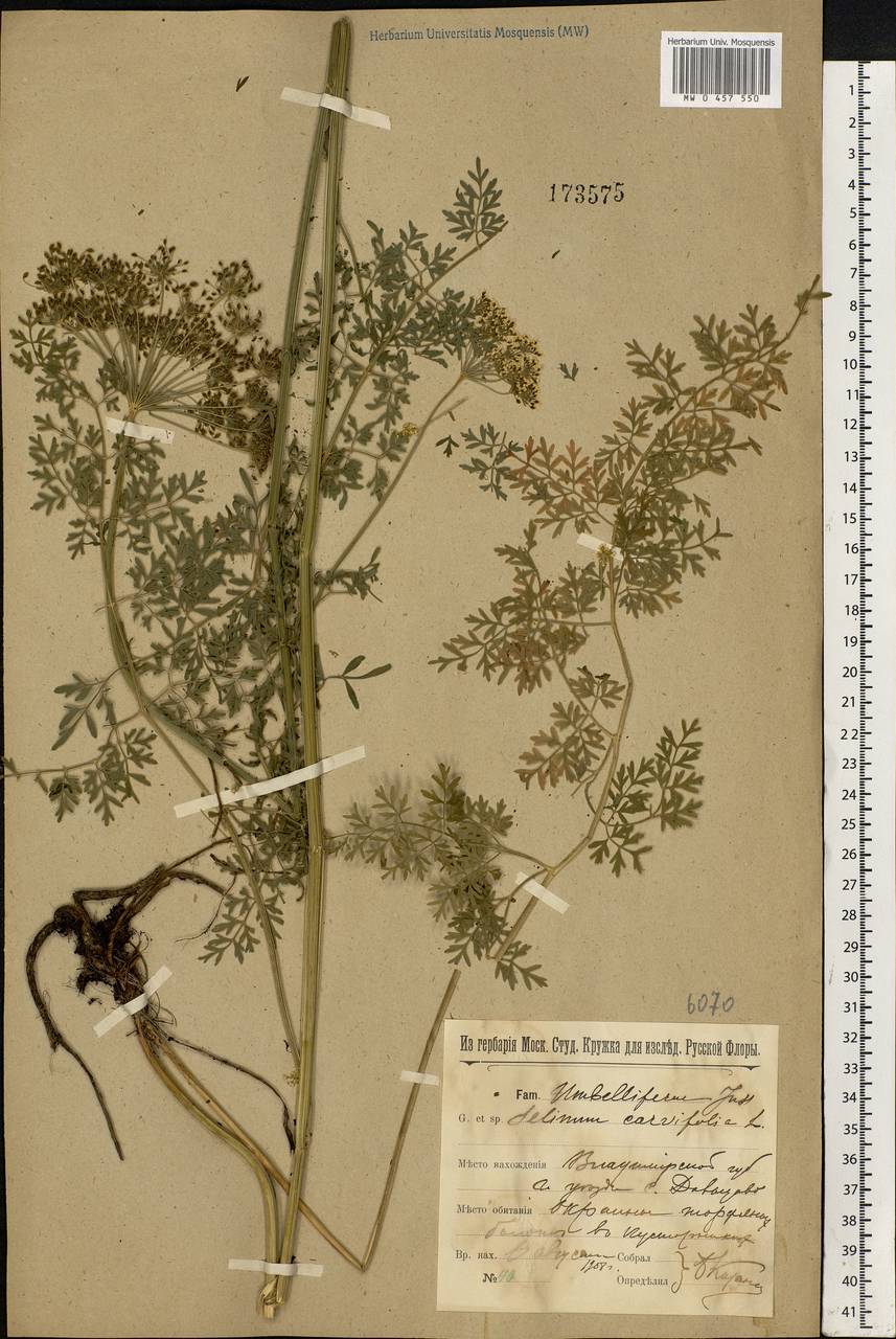 Selinum carvifolia (L.) L., Eastern Europe, Central region (E4) (Russia)