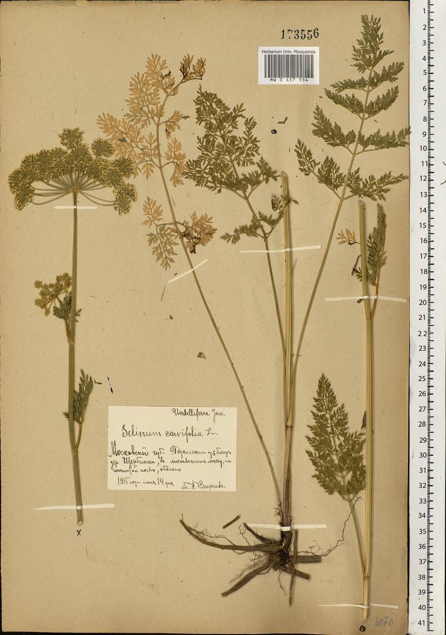 Selinum carvifolia (L.) L., Eastern Europe, Moscow region (E4a) (Russia)