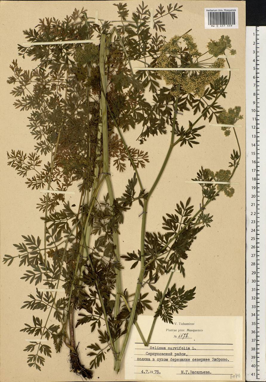 Selinum carvifolia (L.) L., Eastern Europe, Moscow region (E4a) (Russia)