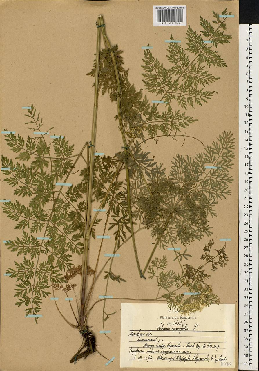 Selinum carvifolia (L.) L., Eastern Europe, Moscow region (E4a) (Russia)