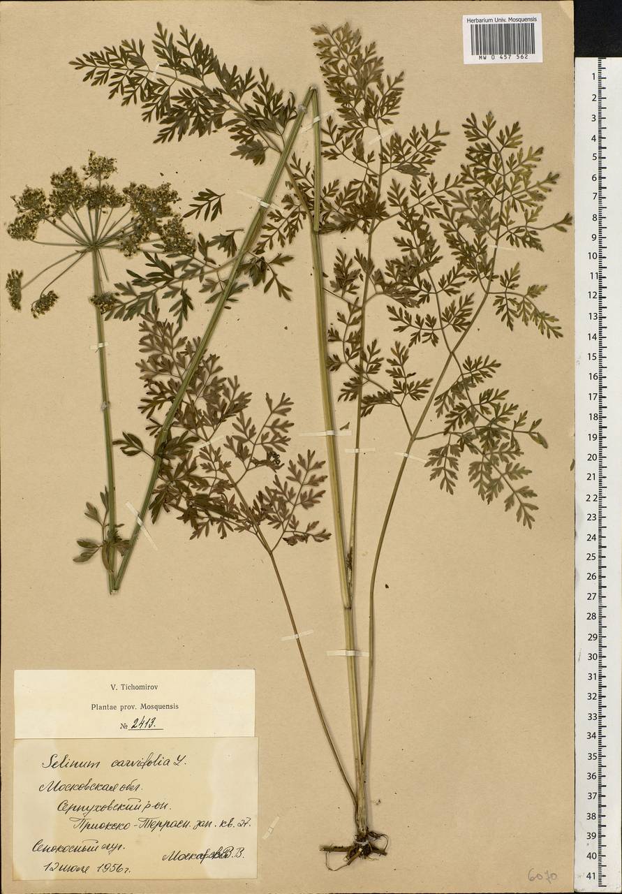 Selinum carvifolia (L.) L., Eastern Europe, Moscow region (E4a) (Russia)