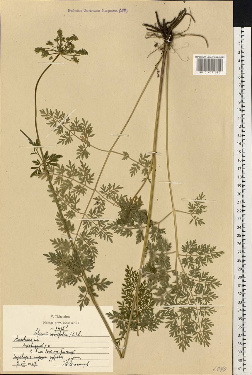 Selinum carvifolia (L.) L., Eastern Europe, Moscow region (E4a) (Russia)