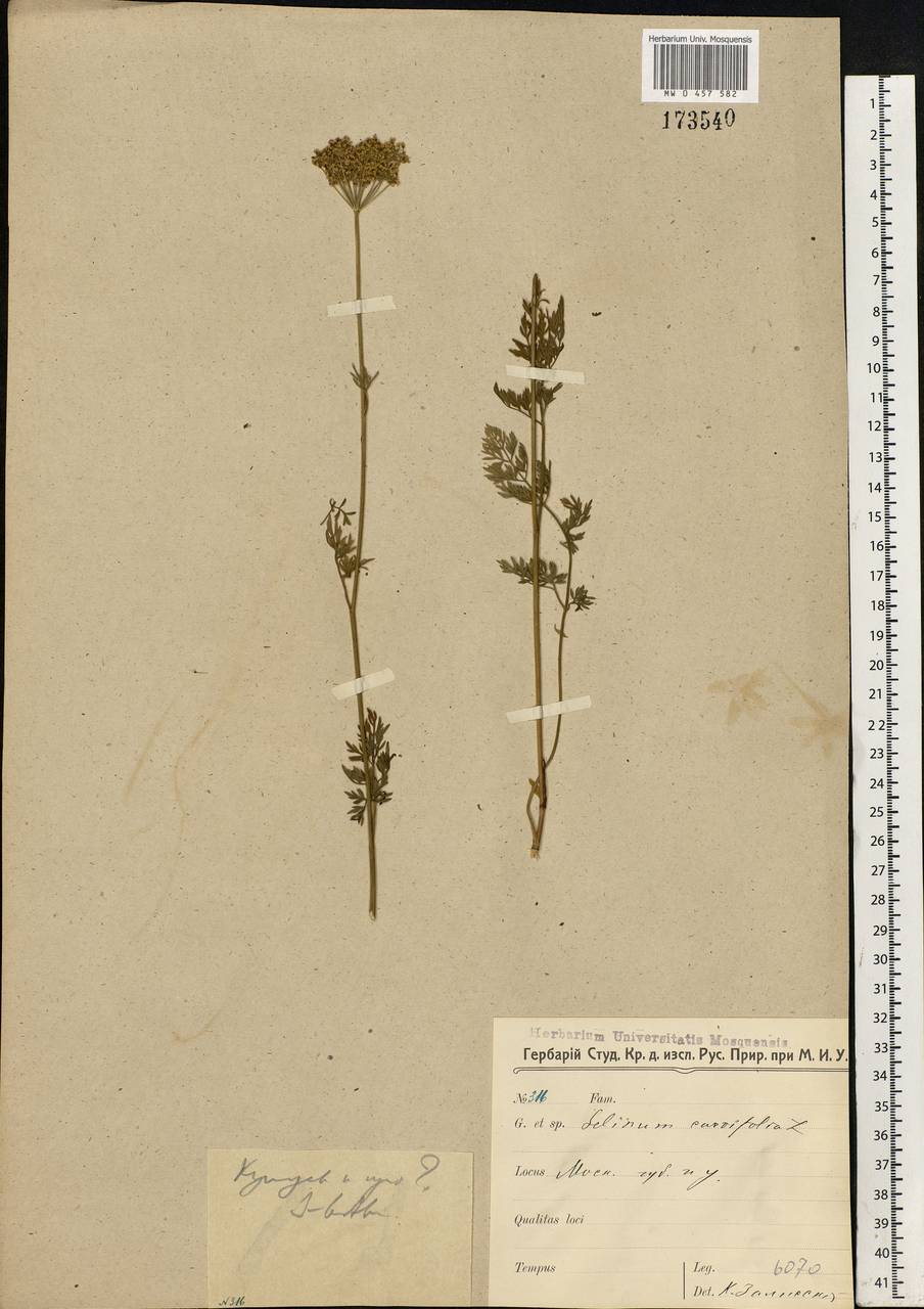 Selinum carvifolia (L.) L., Eastern Europe, Moscow region (E4a) (Russia)