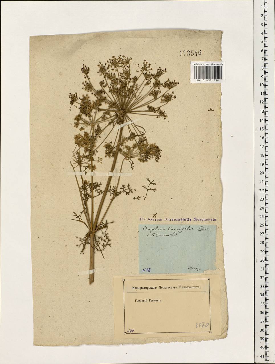 Selinum carvifolia (L.) L., Eastern Europe, Moscow region (E4a) (Russia)