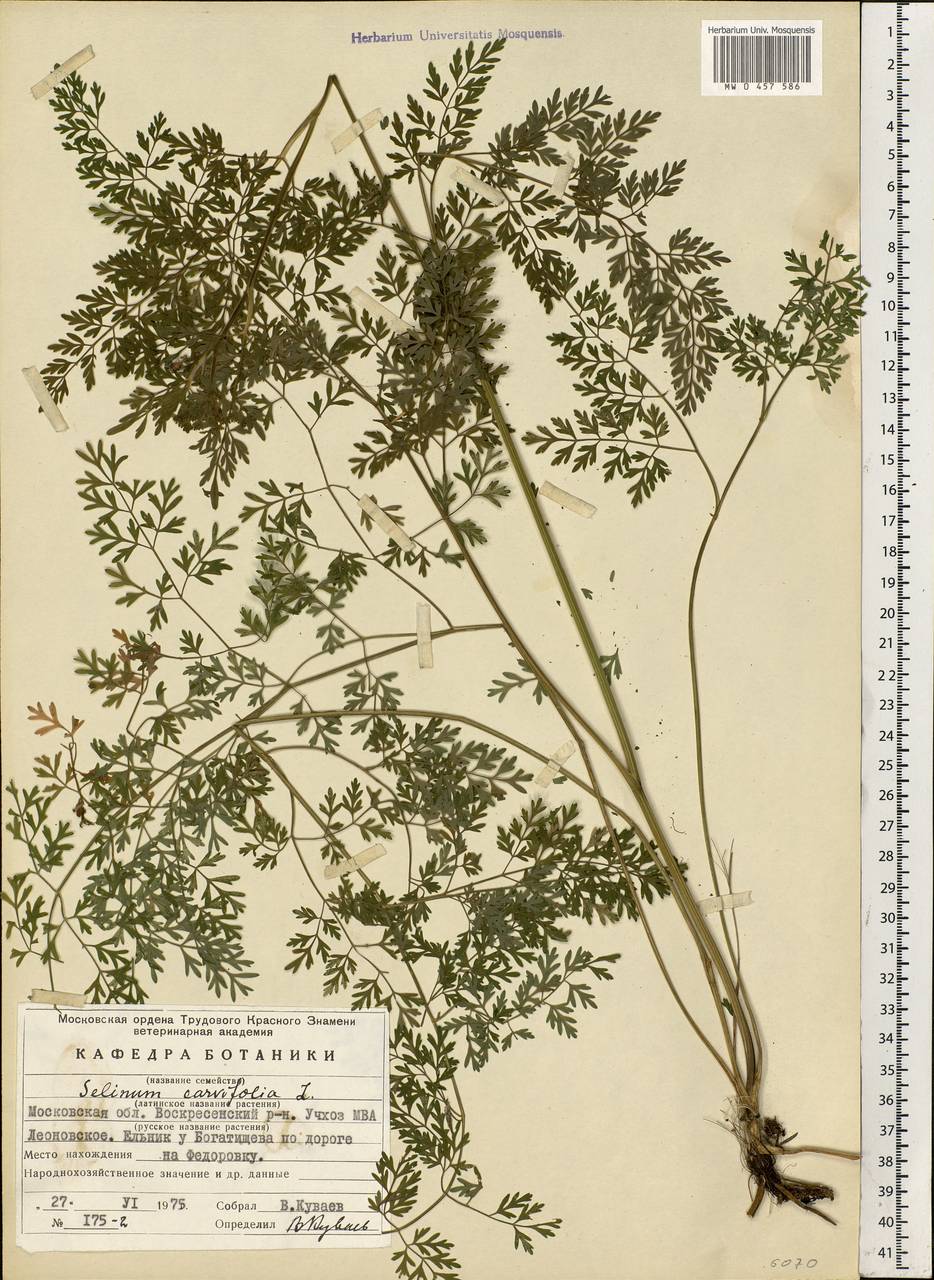 Selinum carvifolia (L.) L., Eastern Europe, Moscow region (E4a) (Russia)