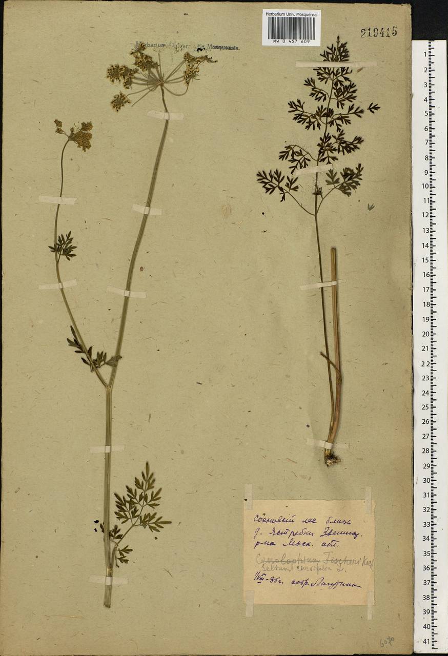 Selinum carvifolia (L.) L., Eastern Europe, Moscow region (E4a) (Russia)