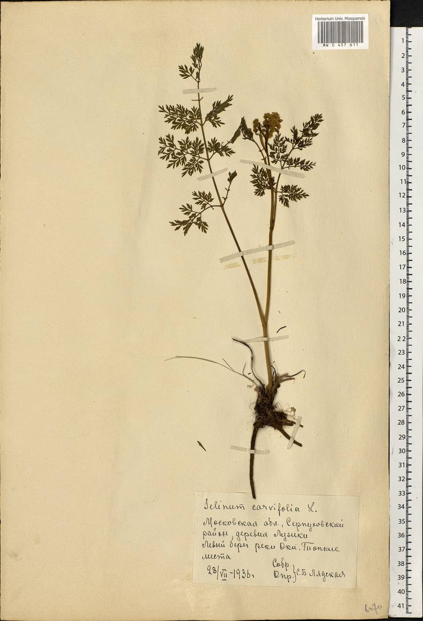 Selinum carvifolia (L.) L., Eastern Europe, Moscow region (E4a) (Russia)