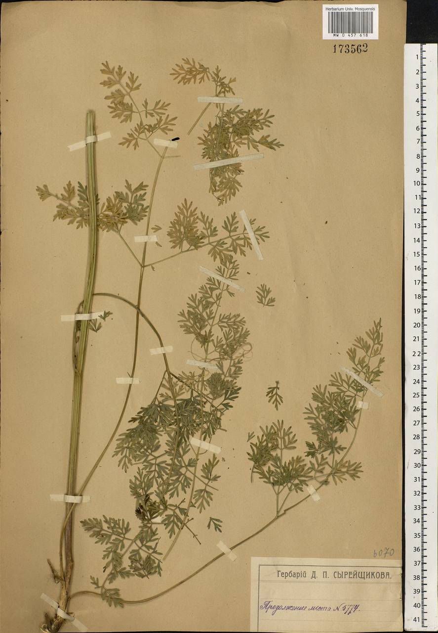 Selinum carvifolia (L.) L., Eastern Europe, Moscow region (E4a) (Russia)