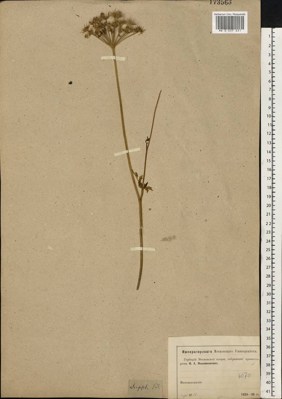 Selinum carvifolia (L.) L., Eastern Europe, Moscow region (E4a) (Russia)
