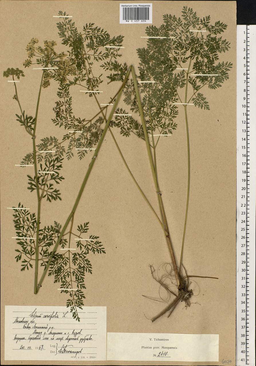 Selinum carvifolia (L.) L., Eastern Europe, Moscow region (E4a) (Russia)