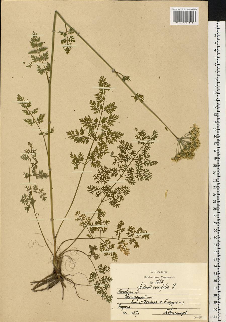 Selinum carvifolia (L.) L., Eastern Europe, Moscow region (E4a) (Russia)