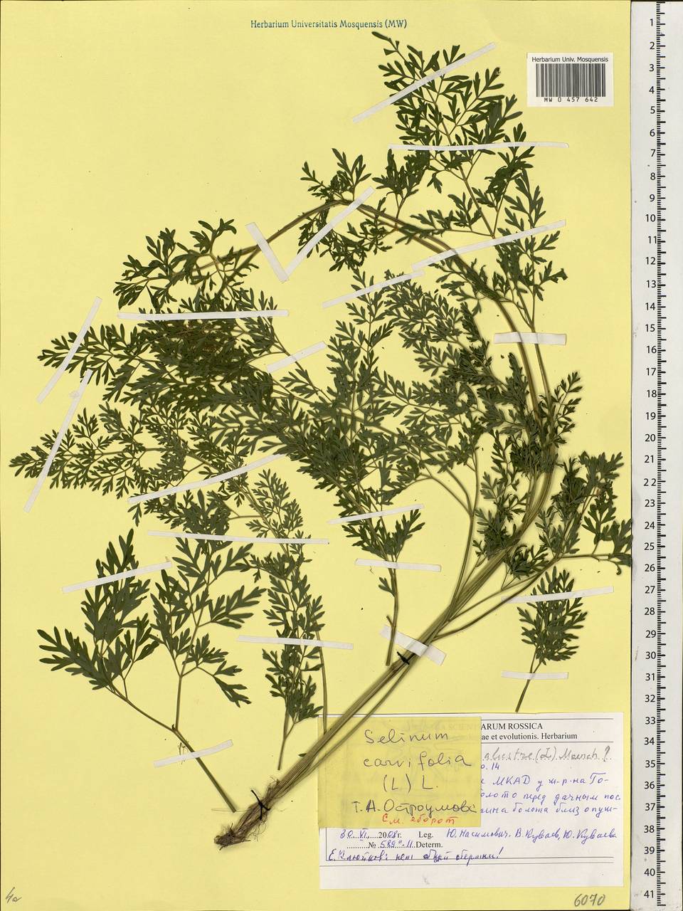 Selinum carvifolia (L.) L., Eastern Europe, Moscow region (E4a) (Russia)