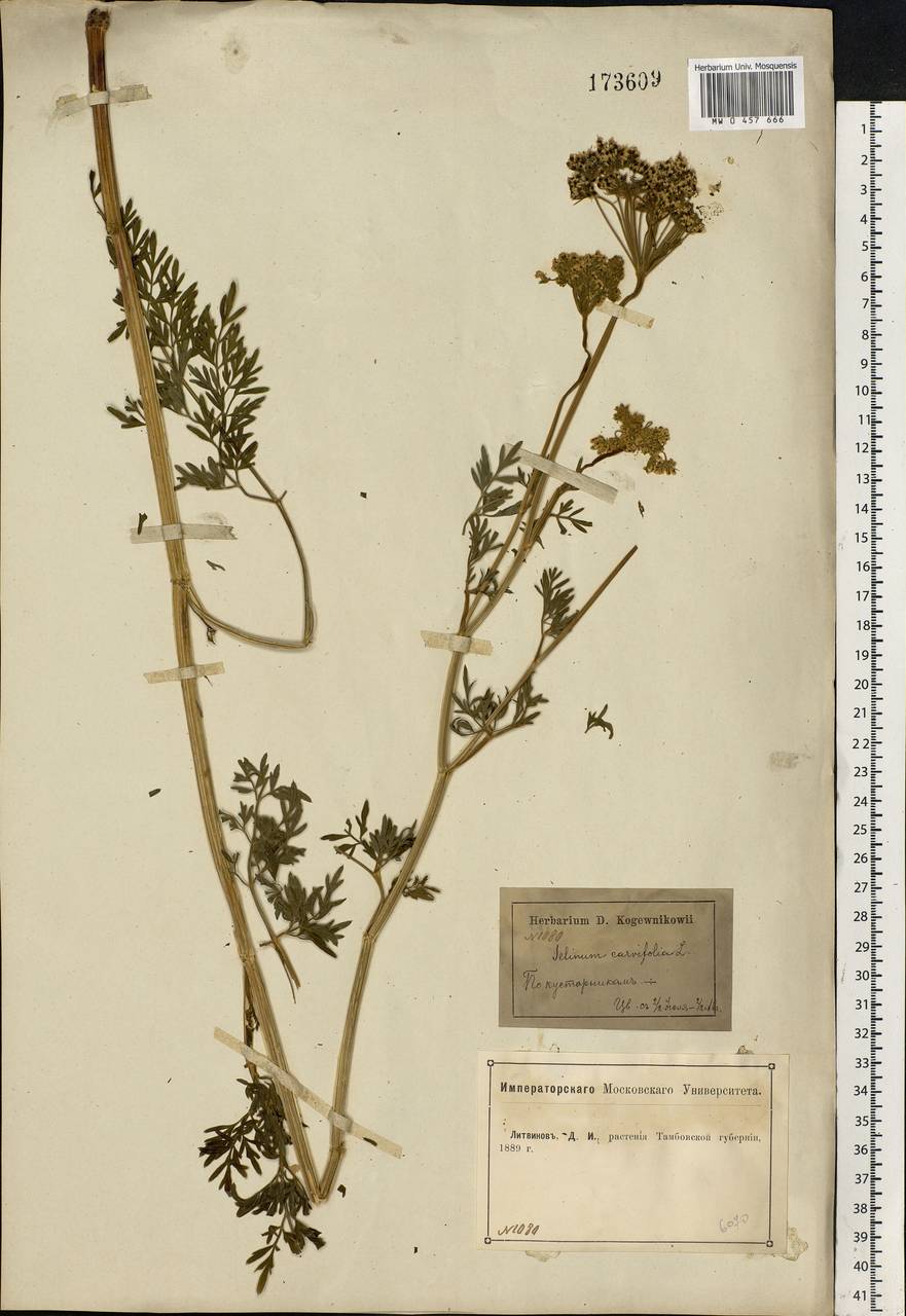 Selinum carvifolia (L.) L., Eastern Europe, Central forest-and-steppe region (E6) (Russia)