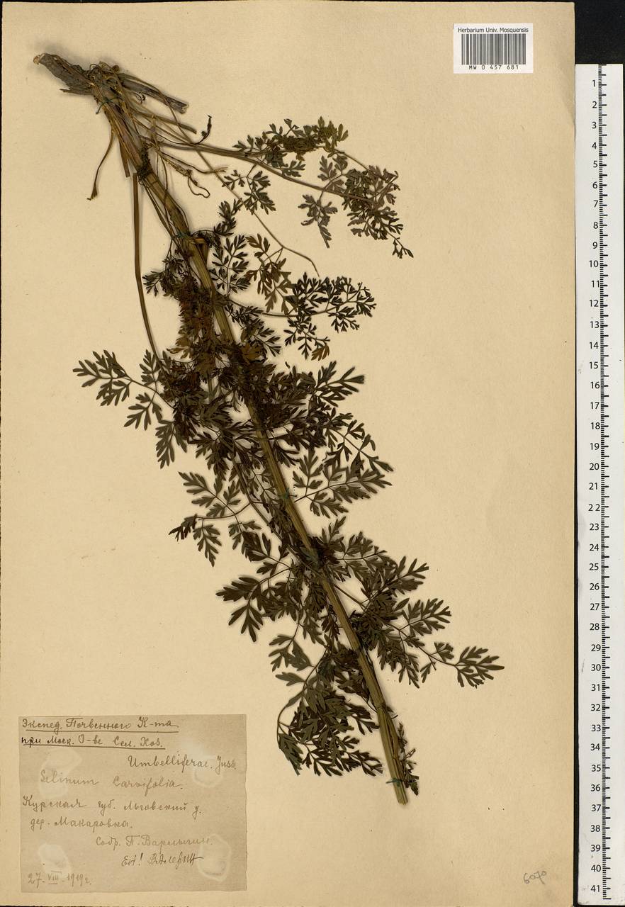 Selinum carvifolia (L.) L., Eastern Europe, Central forest-and-steppe region (E6) (Russia)