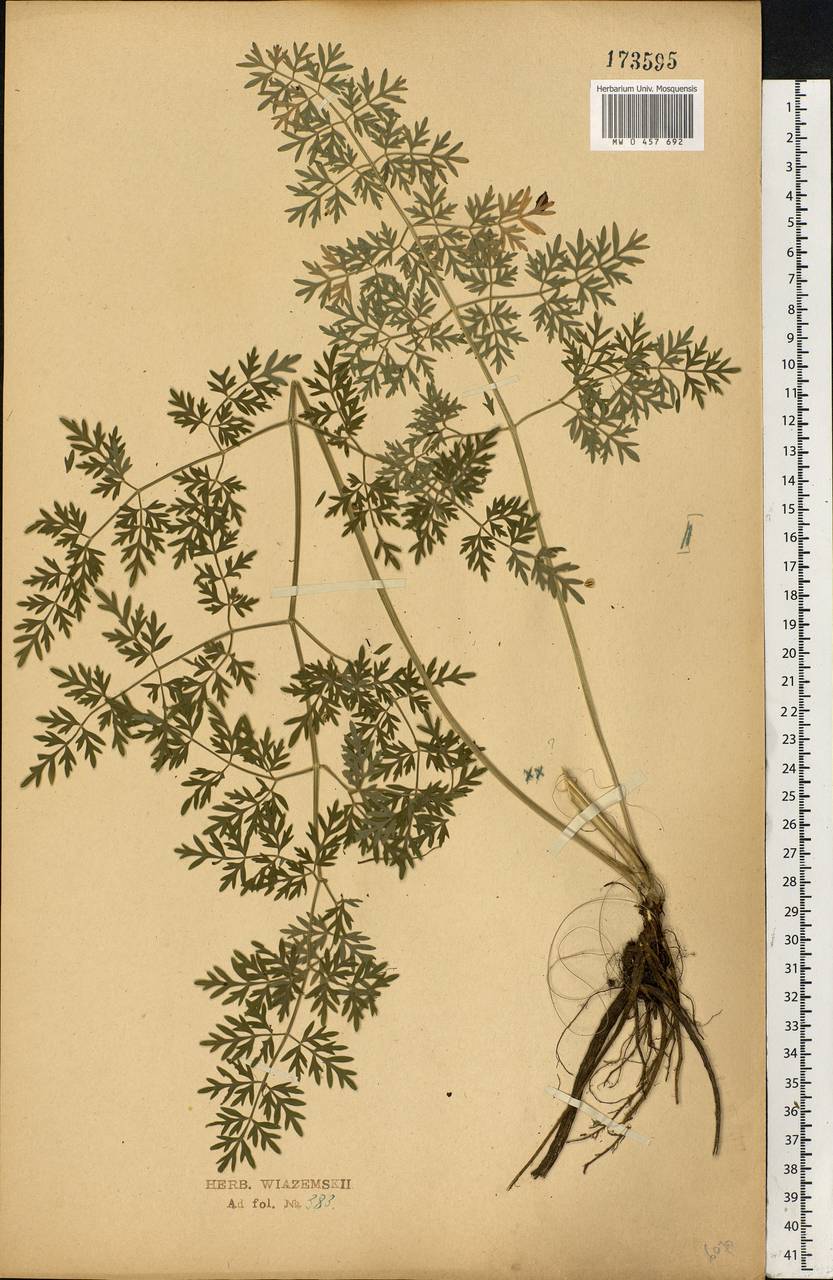 Selinum carvifolia (L.) L., Eastern Europe, Central forest-and-steppe region (E6) (Russia)